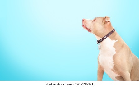 Large Dog Looking Up With Blue Background. Side Profile Of Large Dog Sitting And Waiting For Food Or Looking At Owner. 10 Years Old Female American Pitbull Terrier, Silver Fawn Color. Selective Focus.