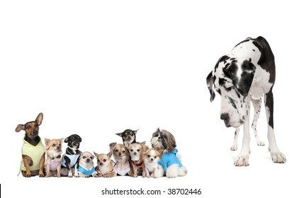 Large Dog Looking At Small Puppies In Front Of White Background, Studio Shot