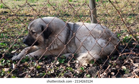 A large dog is lying on the grass in a fenced area for dogs. Shelter for stray dogs. - Powered by Shutterstock