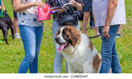 Large dog of the Moscow watchdog breed in the park near the people