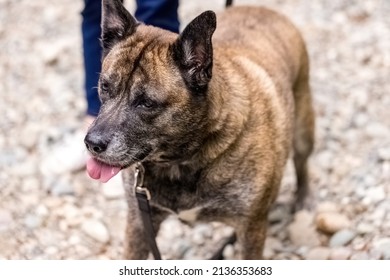 Large Dog On Leash Being Walked In Outdoor Setting