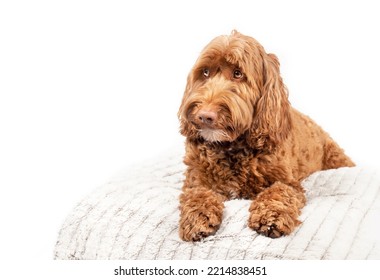 Large dog on pillow looking questioning to the side. Front view of cute Labradoodle dog lying with paws stretched and big brown eyes. Waiting, sad or worried body expression. White background.