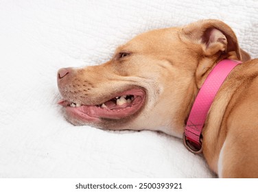 Large dog panting heavy while lying on sofa. Exhausted dog breathing with open mouth. Protect pets in hot temperature, overheating heat stroke or asthma. Female Boxer Pitbull mix. Selective focus. - Powered by Shutterstock