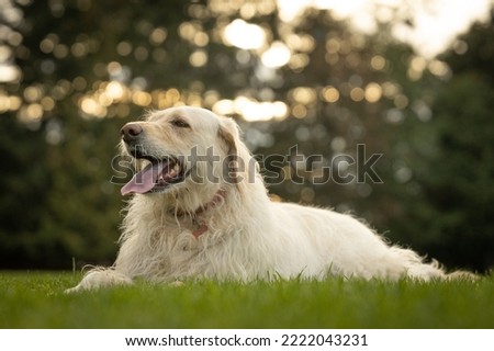 Large dog panting on the grass in park
