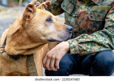 A Large Dog Of The Pit Bull Terrier Breed On A Leash Near Its Owner