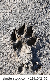 Large Dog Print Mud Stock Photo (Edit Now) 1281342481