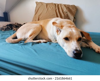 A Large Dog Is Resting On Top Of A Bed. 