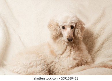 A Large Dog, A Royal Poodle, Is Proudly Lying On The Couch