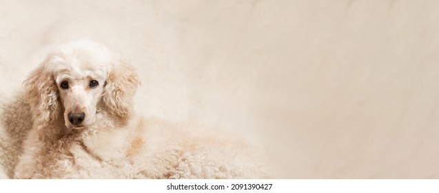 A Large Dog, A Royal Poodle, Is Proudly Lying On The Couch. Banner, Place For Text.