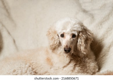 A Large Dog, A Royal Poodle, Is Proudly Lying On The Couch