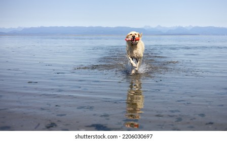 Large Dog Running With A Toy In The Waters Of The Pacific Ocean