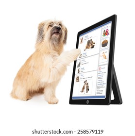 A Large Dog Scrolling Through A Social Media Website On A Tablet Device