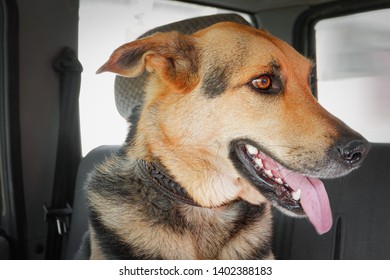 A Large Dog Sits In The Car. Dog Sticking His Tongue Out