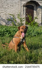 Large Dog Sitting On The Background Of The House