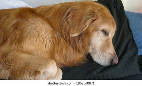 Large Dog Sleeping On Pillow