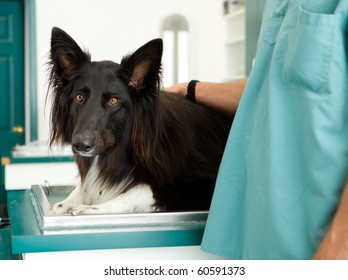 A Large Dog At A Small Animal Clinic