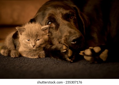 Large Dog And A Small Cat Sleep Together