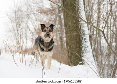 
Large Dog Standing In The Snow