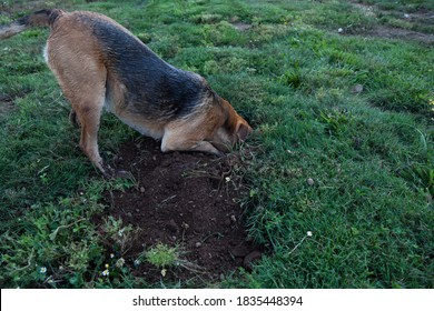 A Large Dog Sticks Her Head In A Gofer Hole That She Is Digging Outing Search Of The Rodent In A Green Grass Yard.