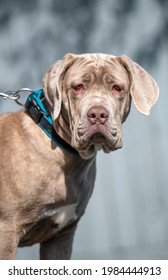 Large Dog Wearing  Collar And Lead Suffering With Conjunctivitis Also Knpw As Red-eye Or Pink Eye, This Eye Problem Causes Itchiness Inflammation, Vertical Image Blurred Background Copy Space Above