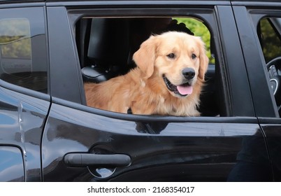 Large Dog In The Window Of A Black Car