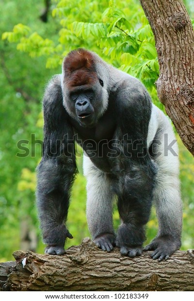 Large dominant male western gorilla (Gorilla\
gorilla) also called Blackback or Silverback Gorilla in a very\
intimidating pose.