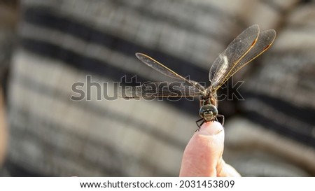 a large dragonfly sits on a human finger, macro photography