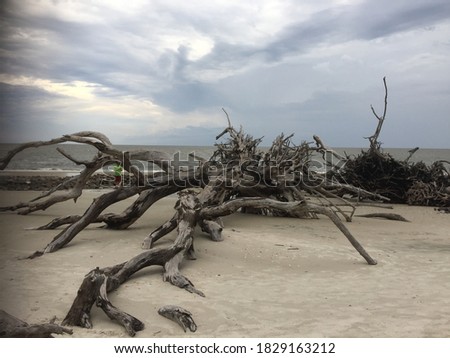 Large driftwood laying on beach
