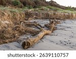 A large driftwood log and other flood debris washed up on an eroded beach after a cyclonic front weather and rough surf environmental event at Shelly Beach in Ballina in New South Wales, Australia.