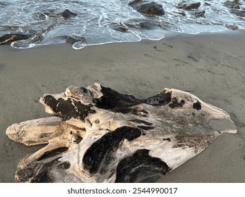 Large driftwood lying on a tranquil beach, showcasing the beauty of nature's raw, weathered texture. A peaceful coastal scene with sand, waves, and ocean in the background. - Powered by Shutterstock