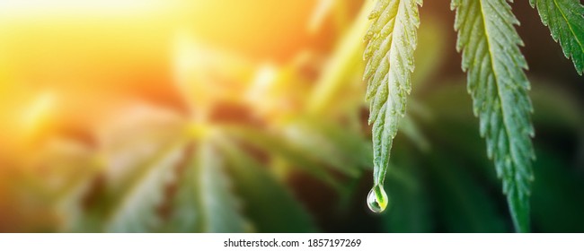 Large drop on the edge of hemp leaf, CBD oil cannabis concept, hemp oil, medicine products. Cannabidiol or CBD cannabis. Beautiful background, a place for copy space