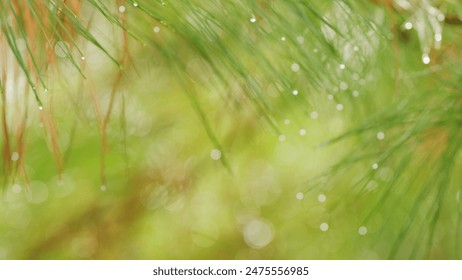 Large Drops Of Dew On Pine Green Needles. Water Drop On Pine Needles. Weather Is Rainy. Selective focus.