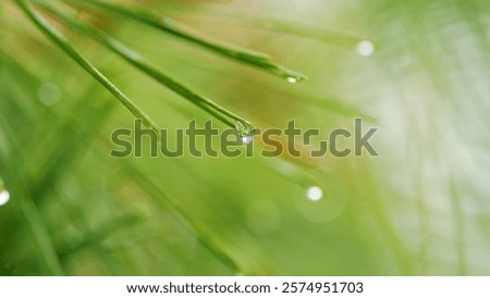 Large Drops Of Dew On Pine Green Needles. Water Drop On Pine Needles. Weather Is Rainy. Shallow depth of field.