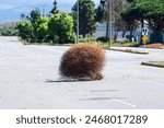 Large dry tumbleweed rolls across a deserted city street on a bright, sunny day