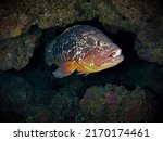 Large Dusky Grouper fish inside a cave. From a scuba dive at the Canary Islands in the Atlantic Ocean. Spain