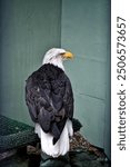 large eagle in captivity alaska