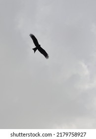 Large Eagle Flying In Open Serene White Sky Clicked From Below.