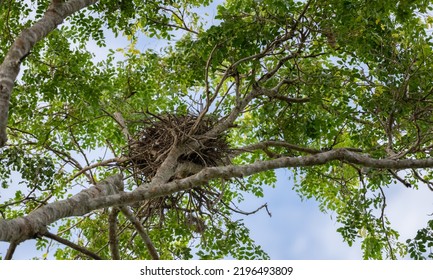 Large Eagle Nest On A Tree, View From Below The Bird's Nest.