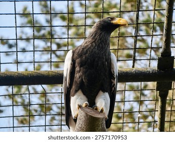 Large eagle perched inside wire enclosure, distinctive yellow bill and white shoulder patches, dark plumage,