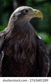 A large eagle perches quietly, observing its surroundings. The bird shows detailed feathers and a strong beak while the sun shines above. Green foliage is blurred in the background.