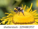 Large earth bumblebee - Bombus terrestris - pollinates giant fleabane - Inula magnifica