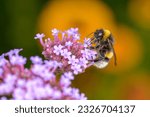 Large earth bumblebee - Bombus terrestris - resting on a
blossom of the purpletop vervain - Verbena bonariensis