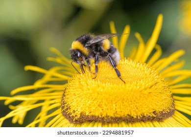 Large earth bumblebee - Bombus terrestris - pollinates giant fleabane - Inula magnifica