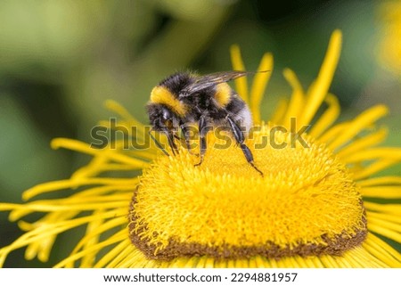 Large earth bumblebee - Bombus terrestris - pollinates giant fleabane - Inula magnifica