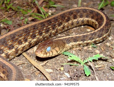 A Large Eastern Garter Snake, Thamnophis Sirtalis Sirtalis, With Blue Or Opaque Eyes, About To Shed Its Skin (ecdysis)