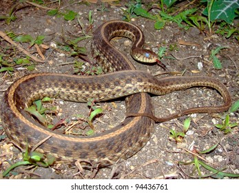 A Large Eastern Garter Snake, Thamnophis Sirtalis Sirtalis, With Blue Or Opaque Eyes, About To Shed Its Skin (ecdysis)