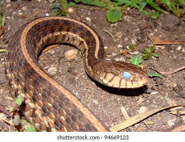 A Large Eastern Garter Snake, Thamnophis Sirtalis Sirtalis, With Blue Or Opaque Eyes, About To Shed Its Skin (ecdysis)