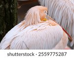 Large Eastern White Pelican Isolated Close Up