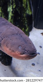 A large eel moves slowly through clear water in an aquarium. The eel has a smooth surface and round eyes. Surrounding the eel are green plants and dark rocks, creating a natural look. Small fish can be seen swimming nearby.