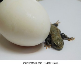 a large egg with a small lizard